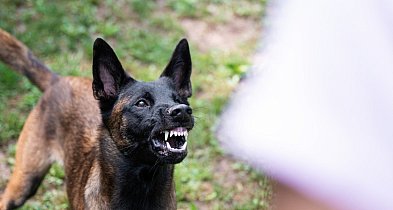 Dwa psy zaatakowały kobietę na spacerze. Sprawa trafiła do sądu-84299