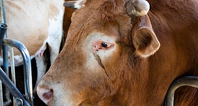 Nie żyje 60-letni rolnik. Podczas sprzątania obory został stratowany przez byka-84981