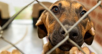 Znane celebrytki wsparły schronisko dla zwierząt w sąsiednim powiecie