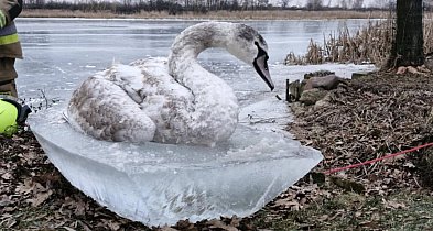 Łabędź przymarznięty do tafli lodu. Udana akcja strażaków z OSP...