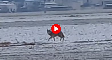 Gmina wydała apel!  Zwracajcie uwagę na swoje otoczenie i nie podchodźcie...