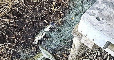 Rozciągnęli sieci przez całe jezioro. Wkrótce sami wpadli w sidła... policji