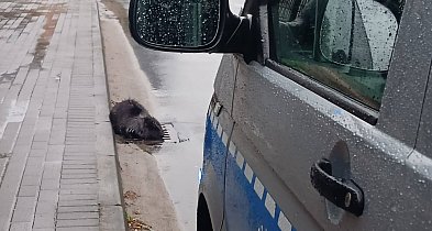 Nietypowa wizyta w centrum miasta! Siedział na kratce ściekowej...