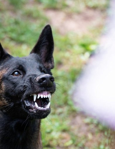 Dwa psy zaatakowały kobietę na spacerze. Sprawa trafiła do sądu-84299