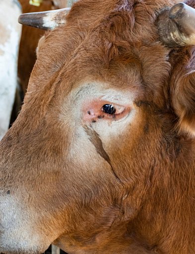 Nie żyje 60-letni rolnik. Podczas sprzątania obory został stratowany przez byka-84981