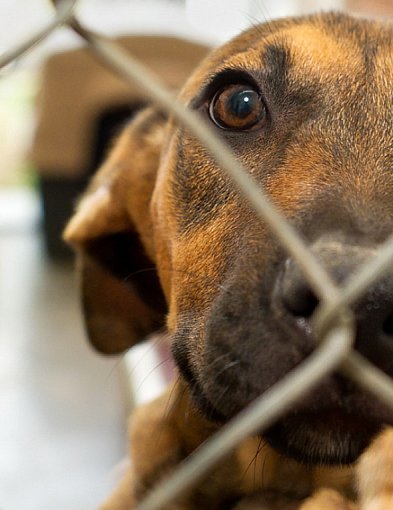 Znane celebrytki wsparły schronisko dla zwierząt w sąsiednim powiecie