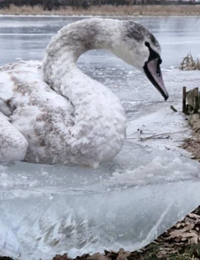 Łabędź przymarznięty do tafli lodu. Udana akcja strażaków z OSP...