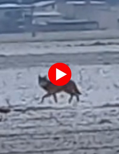 Wilk nagrany w środku dnia w sąsiednim powiecie! Gmina ostrzega