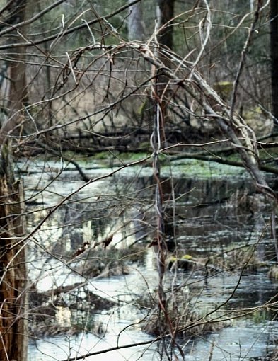 Zaryzykował dla niej życie! 27-latka utknęła w bagnie i zapadała się coraz głębiej