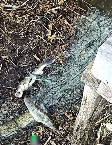 Rozciągnęli sieci przez całe jezioro. Wkrótce sami wpadli w sidła... policji