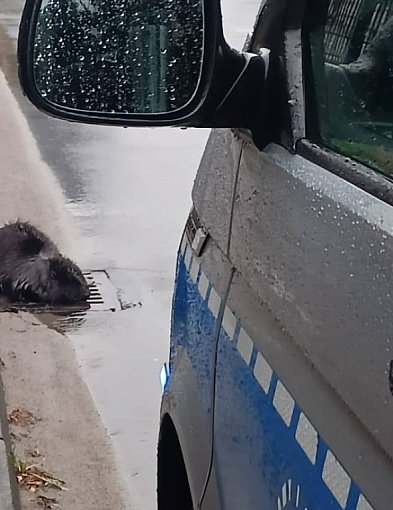 Nietypowa wizyta w centrum miasta! Siedział na kratce ściekowej. Nie uciekał