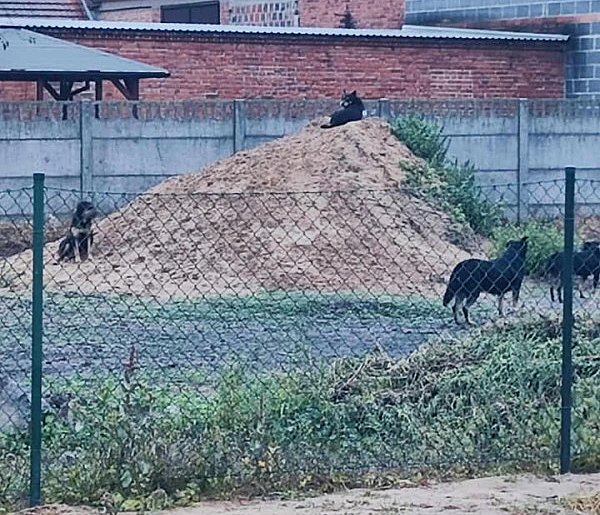 Goniły dziecko na hulajnodze, ścigały kobietę na rowerze. "Jest strach" - piszą...-83796