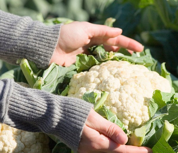 Dał ogłoszenie. Kalafior po 4 zł... z dowozem. Teraz nie nadążają ich zbierać-84383