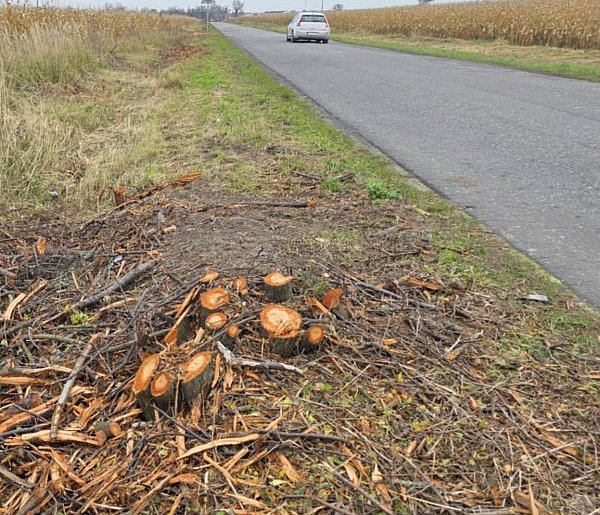 Połacie zieleni wycięte w jeden dzień. Pszczelarz załamany. Starostwo odpowiada-84716