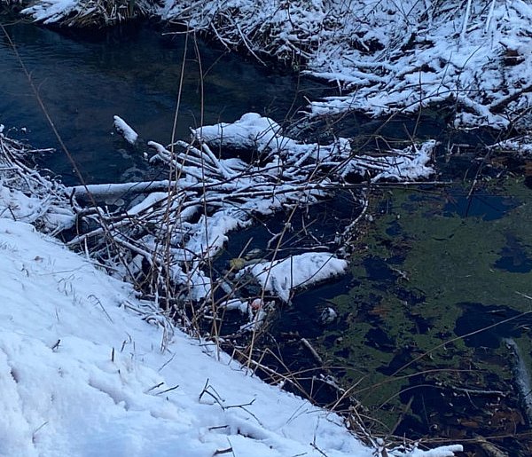 Obgryzione drzewo i gałęzie w korycie rzeki. To sygnał, że znowu się pojawiły...-86419