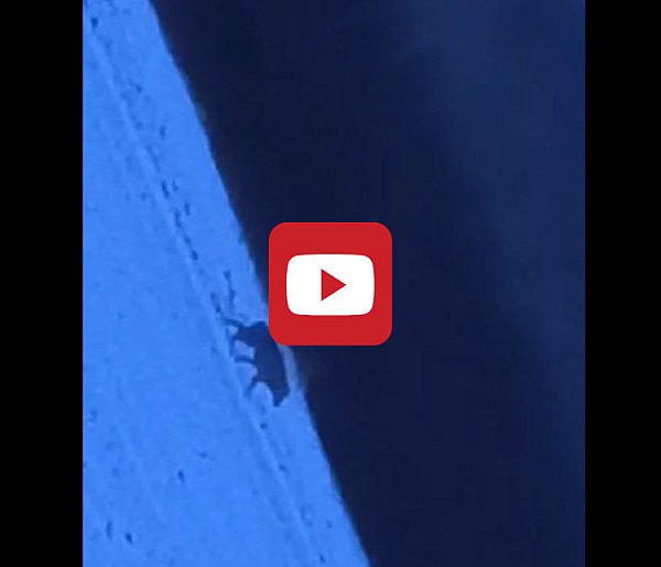 Taki widok potrafi obudzić bardziej niż kawa. Mamy nagranie i komentarz...-86758