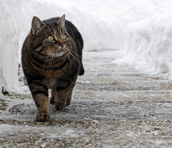 Psy zagryzły go na śmierć! Całe zdarzenie zarejestrowały kamery monitoringu...-86974