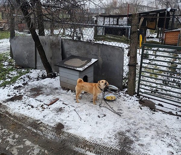 Miał wodę i jedzenie, ale reszta... Właściciele tłumaczyli się niewiedzą
