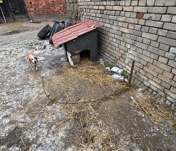 Bez wody, jedzenia, na krótkim łańcuchu. Właścicielka nie widziała w tym nic złego