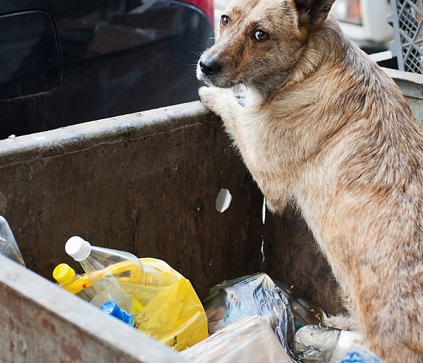 Za dziecko trzeba płacić, a za psa już nie. Czy to sprawiedliwe pyta czytelnik?