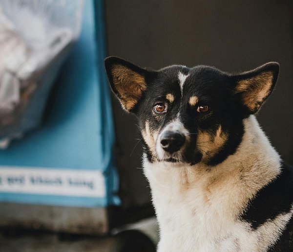 Czy za psy też powinno się płacić za śmieci? Wpis podzielił internautów