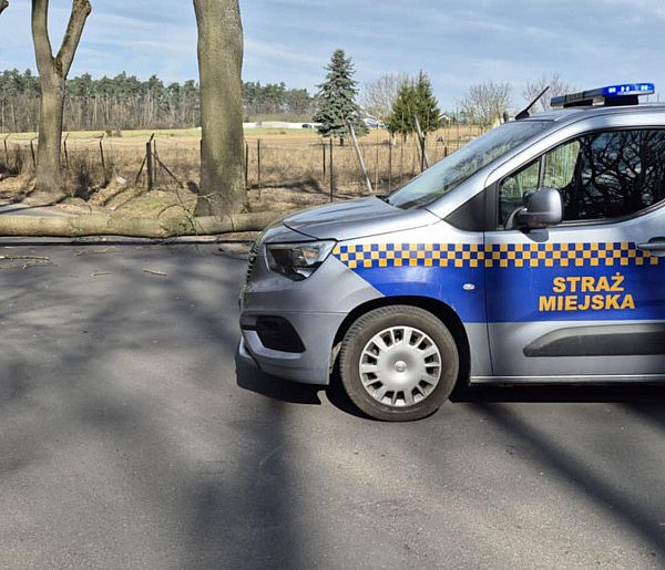 Sekundy mogły zdecydować o wszystkim. Drzewo runęło na drogę za wiaduktem