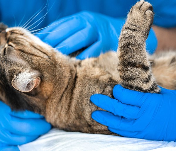 Martwy kot i wstrząsające ustalenia policji. W ciele zwierzęcia znaleziono...
