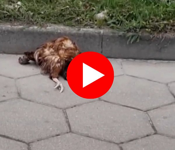 Martwa kura, wcześniej tabliczki. Twierdzi że większej ustawki w życiu nie widział