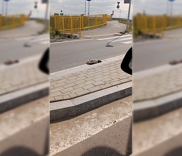 Od kilku dni leży przy rondzie. W tle komunikat Powiatowego Lekarza ...
