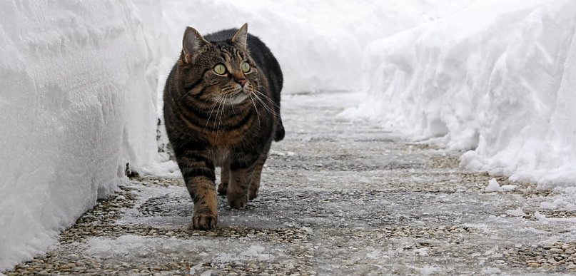 Psy zagryzły go na śmierć! Całe zdarzenie zarejestrowały kamery monitoringu...