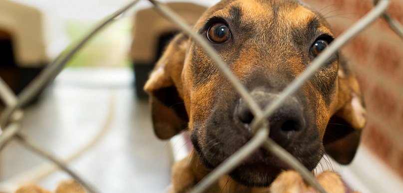 Znane celebrytki wsparły schronisko dla zwierząt w sąsiednim powiecie