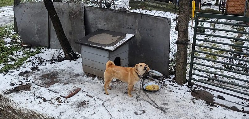 To była krótka piłka. Po tej interwencji pies pozbył się łańcucha, a właściciel...