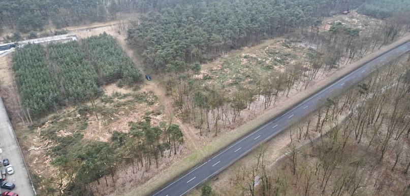 Znikają drzewa przy drodze w stronę Gostynia. Wiemy, dlaczego tak się dzieje