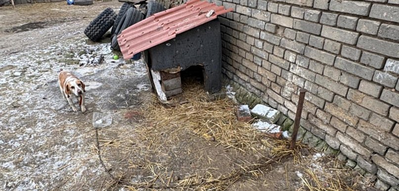 Bez wody, jedzenia, na krótkim łańcuchu. Właścicielka nie widziała w tym nic złego