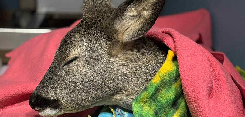 Nie miało nawet roku. Leżało na mrozie, przy ruchliwej ulicy. Liczył się czas...