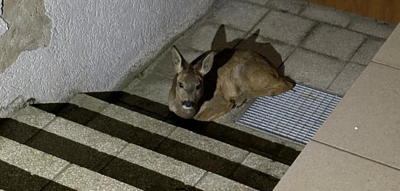 Nietypowa interwencja w rejonie żłobka. Wiemy jak zakończyła się ta historia