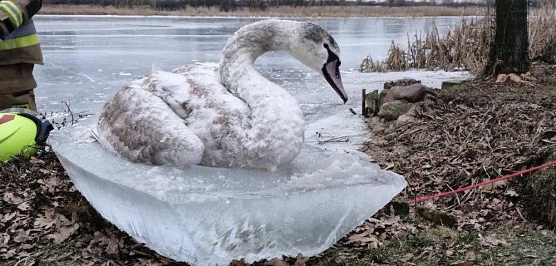 Łabędź przymarznięty do tafli lodu. Udana akcja strażaków z OSP...