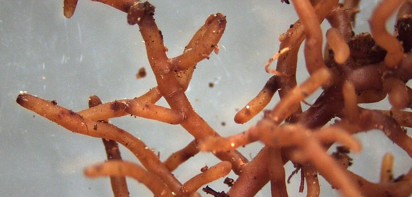 Mikoryza w praktyce - naturalny sposób na bujniejsze plony