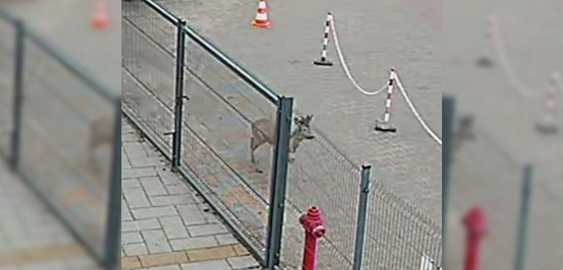 Takiego gościa się nie spodziewali. Być może wiedział, że drzwi będą otwarte