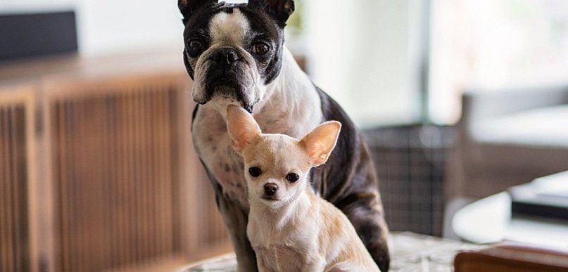 Czy długość życia psa zależy od jego rasy?