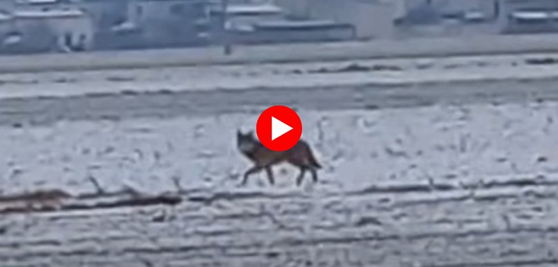 Gmina wydała apel!  Zwracajcie uwagę na swoje otoczenie i nie podchodźcie...