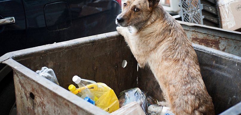 Za dziecko trzeba płacić, a za psa już nie? Czy to sprawiedliwe pyta czytelnik