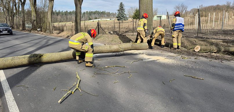 To mogło się bardzo źle skończyć. Drzewo runęło na jezdnię i zatarasowało przejazd