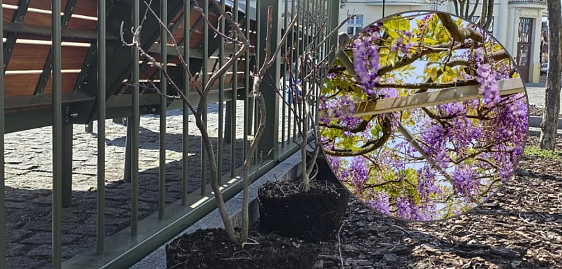 To będą bujne i efektowne ozay kwiatów. Do tego wszystkie w tym samym kolorze.