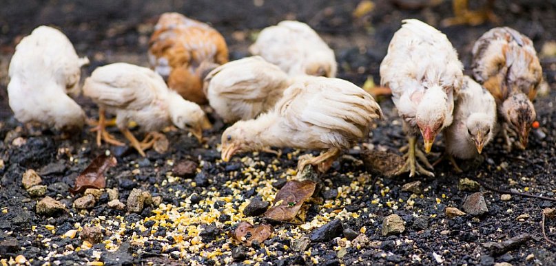 Te gminy uznano za zagrożone! Od teraz obowiązują tam restrykcyjne przepisy