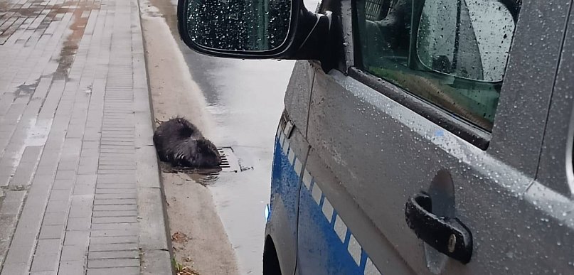 Nietypowa wizyta w centrum miasta! Siedział na kratce ściekowej...