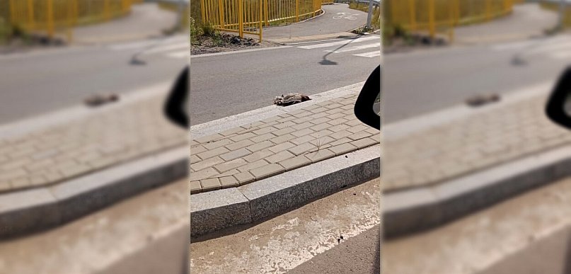 Od kilku dni leży tak przy rondzie. W tle ostrzeżenia i groźne komunikaty...
