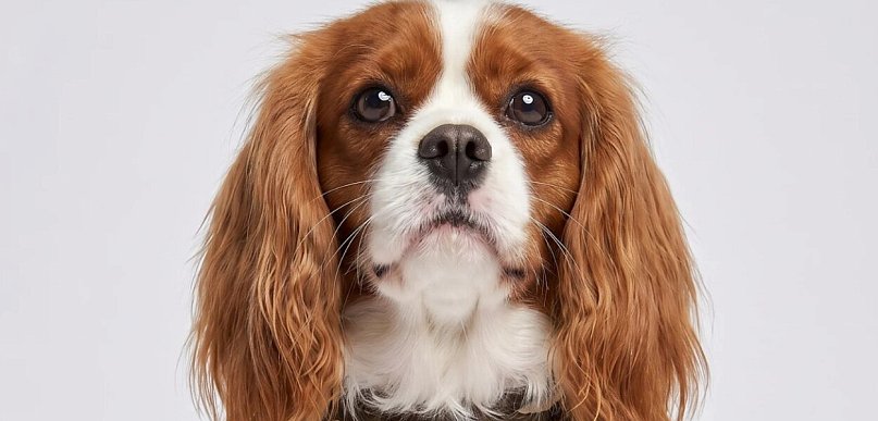 Jak dobrać szelki dla psa, żeby nie uciskały i nie obcierały? Poradnik dogs.pl