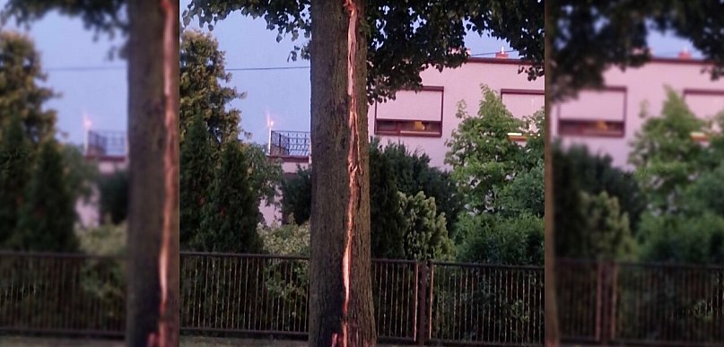 Jakby ktoś rzucił granat - napisał czytelnik. Piorun uderzył w drzewo w Gostyniu