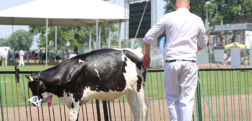 Ekstremalne temperatury na wystawie w Pudliszkach. Wielu hodowców nie dotarło